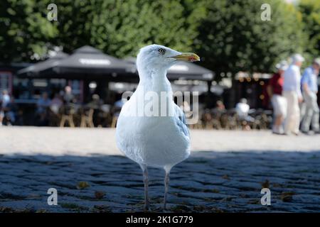 Gabbiano all'ombra. Piazza della città sullo sfondo. Vista ravvicinata Foto Stock
