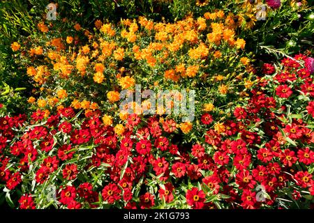 Cosmo comune sulfureo cosmico arancione rosso Zinnia profusione letto di fiori Foto Stock