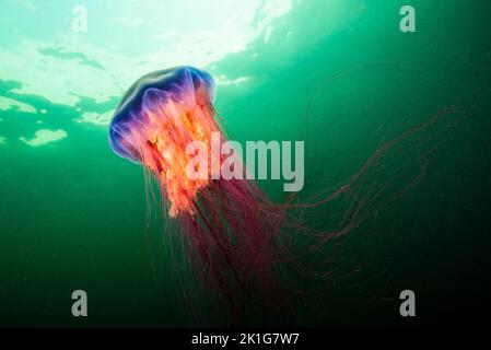 Meduse di Mane del Leone che si tuffano sott'acqua nel golfo di st.Lawrence Foto Stock
