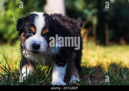 I nostri piccoli pastori australiani scoprono il mondo Foto Stock