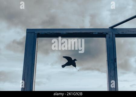 Adesivo con un'immagine di un uccello su una vecchia finestra che protegge gli uccelli dal colpire il vetro. Islanda. Cielo nuvoloso di primavera sullo sfondo Foto Stock