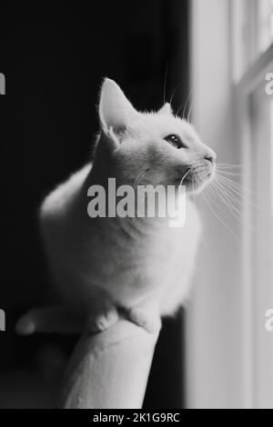 Scala di grigi verticale di un gatto Angora turco bianco Foto Stock