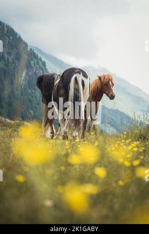 Due laghetti selvaggi che pascolano nelle alpi italiane Foto Stock