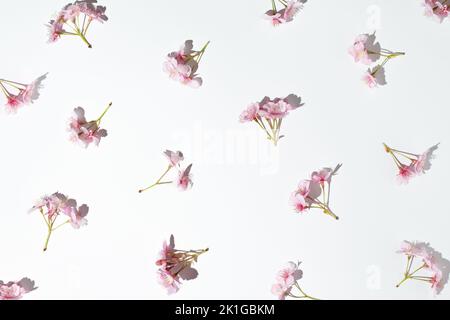 Fiori di ciliegio giapponese rosa fresco su sfondo bianco. Concetto minimo. Foto Stock