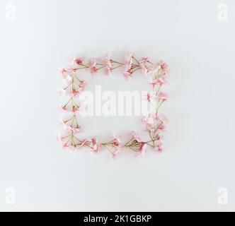 Fiori di ciliegio giapponese rosa fresco disposti in una forma quadrata con spazio copia su uno sfondo bianco. Concetto minimo. Foto Stock