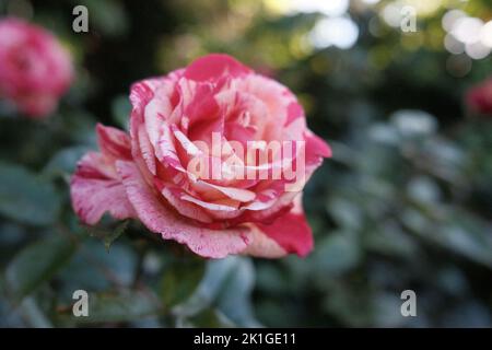 Un primo piano di rose bianche e rosa macchiate in un giardino tedesco Foto Stock