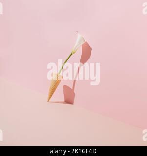 Fiore di giglio Calla (Zantedeschia aethiopica) in cono gelato appoggiato sulla parete rosa. Concetto minimo. Foto Stock