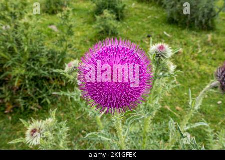 Primo piano del fiore viola brillante Musk Thistle (Carduus nutans), Inghilterra, Regno Unito Foto Stock