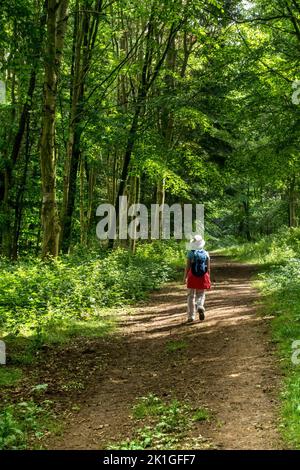 Camminate sul sentiero a piedi Leicestershire Round / Jubilee Way / Battalion Trail passando attraverso i boschi sotto Burrough Hill, Leicestershire, Inghilterra Foto Stock