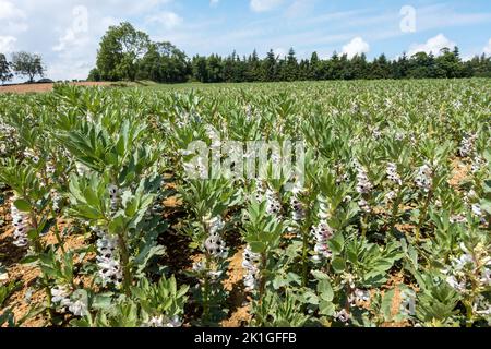 Raccolto di fagiolini con fiori bianchi e neri che crescono in un grande campo agricolo, Leicestershire, Inghilterra, Regno Unito Foto Stock