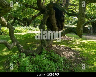 Intrecciato antichi rami di quercia inglese a Bradgate Park, Charnwood Forest, Leicestershire, Inghilterra, Regno Unito Foto Stock