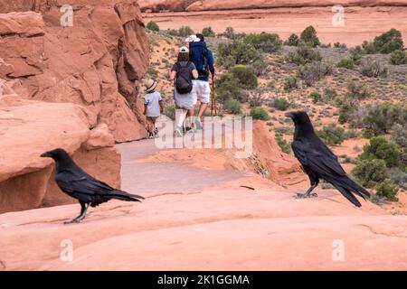 Due corvi seduti sulle rocce rosse, mentre i turisti camminano dietro nello Utah USA Foto Stock