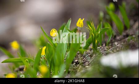 Un bel colpo di gigli di valanga gialli (Erythronium grandiflorum) su sfondo sfocato Foto Stock