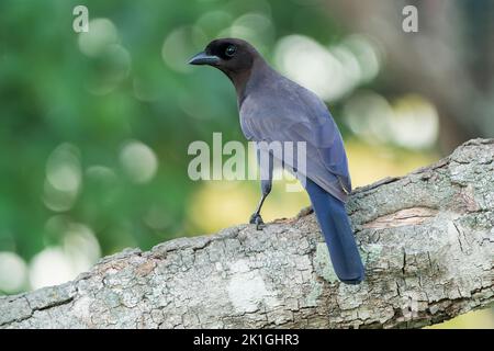 Jay purplish, cianocorax cianomelas, singolo adulto arroccato su un ramo di albero, Pantanal, Brasile Foto Stock