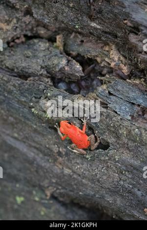 Oophaga pumilio sull'isola di Bastimentos, Panama Foto Stock