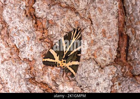 Maglia Notturno farfalla Tiger (Euplagia quadripunctaria), Vallese, Svizzera Foto Stock