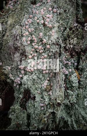 Icmadophila ericetorum su Scots Pine nella foresta di Abernethy in Scozia. Foto Stock