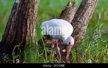 Un Ibis Bianco Americano (Eudocimus albus) alla ricerca di cibo in un po' d'acqua a San Pedro, Ambergris Caye, Belize. Foto Stock