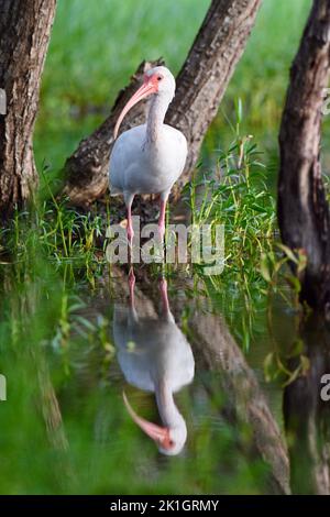 Un Ibis Bianco Americano (Eudocimus albus) si riflette in un piccolo corpo d'acqua a San Pedro, Ambergris Caye, Belize. Foto Stock