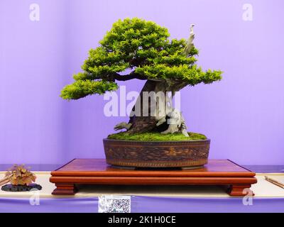 17 settembre 2016 un informale eretto sempreverde Yew BoSsai in mostra nella mostra Bonsai 30 ospitata dalla società dell'Irlanda del Nord nel giardino di Belfast City in Foto Stock