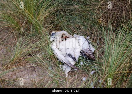 Il corpo di un gabrido morto, una gannetta settentrionale (Morus fagianus), su una spiaggia in Cornovaglia, Inghilterra occidentale, probabilmente vittima dell'influenza aviaria (influenza aviaria) Foto Stock