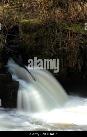 Strana nell'Afon Mellte vicino alle vecchie opere di Gunpowder, Pontneddfechan. Foto Stock