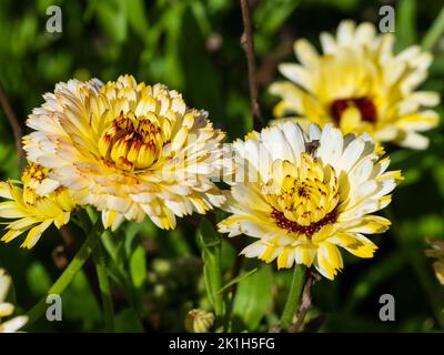 Fiori doppi gialli e bianchi del torbido marigold annuale Calendula officinalis 'Snow Princess' Foto Stock