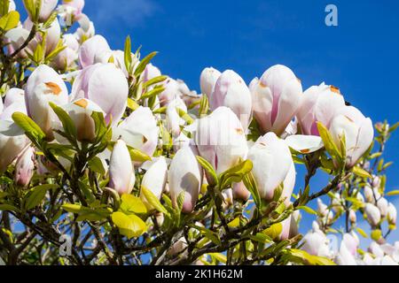 7 aprile 2020, i fiori bianchi sbalorditivi di Magnolia Stellaria si sono stabiliti contro un cielo blu mentre cominciano ad aprire in un giardino nella contea di Bangor giù in Nort Foto Stock