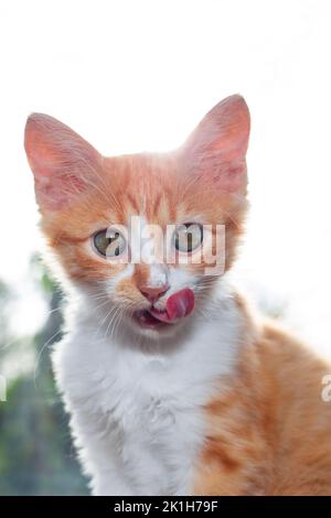 Il gattino rosso lecca il naso dopo aver mangiato. Alimentazione degli animali domestici. Foto Stock