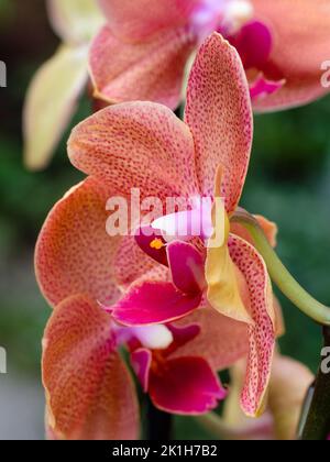 Fiori rossi macchiati di un tenero houseplant Phalaenopsis ibrido, orchidea della luna Foto Stock