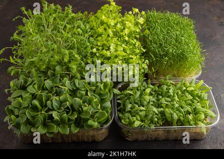 Set di scatole con germogli di spinaci, carote, crisantemo, borragine, cavolo di mizuna su fondo di cemento nero. Vista laterale, spazio di copia. Foto Stock