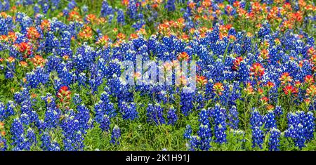 Campi di fiori selvatici del Texas in aprile vicino a Whitehall, Texas. Foto Stock