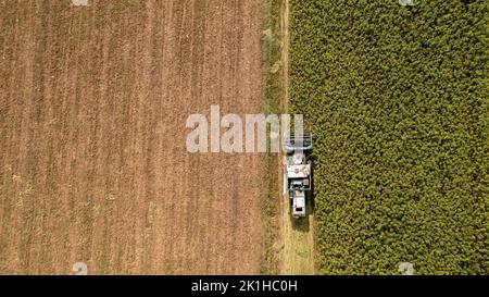 Campo di canapa CBD, steli ispessiti di piante industriali verdi, tiro aereo dall'alto verso il basso. Foto Stock