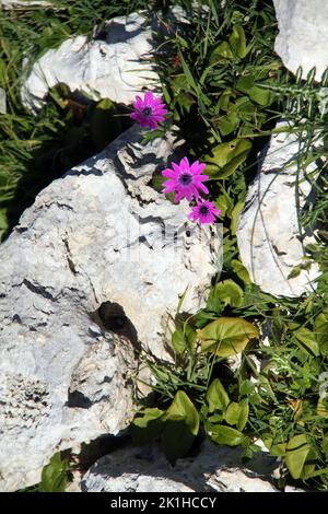 Anemone a foglia larga (Anemone hortensis) sulla scogliera rocciosa del Mare Adriatico in Puglia, Italia Foto Stock