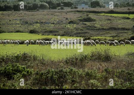 Un gregge di pecore in un campo in Puglia, Italia Foto Stock