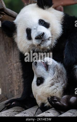 Madrid, Spagna. 18th Set, 2022. Il panda di un anno vi gemella e Jiu Jiu giocando nel loro recinto nello Zoo di Madrid. Credit: Marcos del Mazo/Alamy Live News Foto Stock