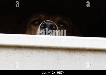 Fox hound guardando fuori dal rimorchio Foto Stock