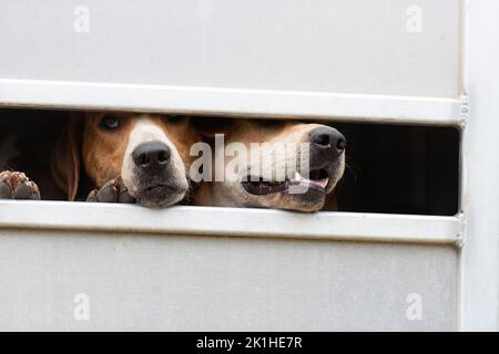 Fox hound guardando fuori dal rimorchio Foto Stock