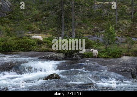 Paesaggi meravigliosi in Norvegia. Vestland. Splendido scenario della cascata di Likholefossen e del fiume Eldalselva Gaula. Montagna, alberi e pecore in backg Foto Stock