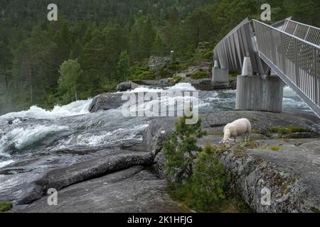 Paesaggi meravigliosi in Norvegia. Vestland. Splendido scenario della cascata di Likholefossen e del fiume Eldalselva Gaula. Montagna, alberi e pecore in backg Foto Stock