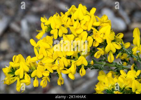 Cytisus giallo primo piano Cytisus decumbens Scotch Broa pianta piccola Foto Stock