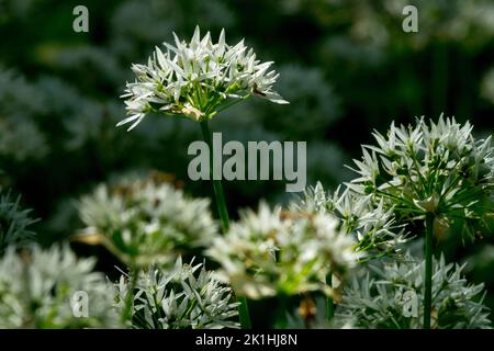 Legno selvatico aglio fiore Allium ursinum Ramsons aglio selvatico Alliums bianchi Foto Stock