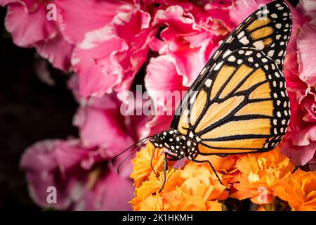Farfalla monarca che vola liberamente in un vivaio Foto Stock