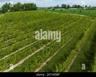 Vista aerea di un vigneto nella valle di St. Lawrence, Quebec, Canada Foto Stock