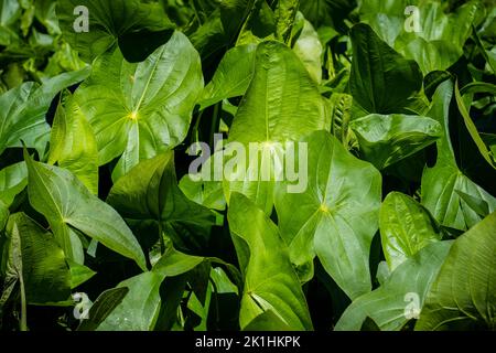 Lussureggiante pianta acquatica Arrowhead che cresce abbondantemente lungo il fiume St.Lawrence. Foto Stock