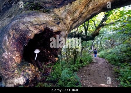 Piccolo fungo bianco che cresce nella cavità dell'albero - Craggy Gardens, Blue Ridge Parkway, vicino Asheville, North Carolina, USA Foto Stock