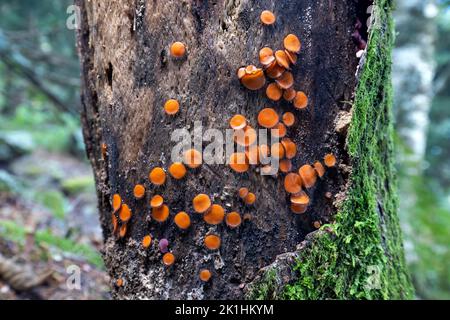 Comune Eyelash Fungus (Scutellinia scutellata) - Craggy Gardens - Blue Ridge Parkway, vicino Asheville, Carolina del Nord, Stati Uniti Foto Stock