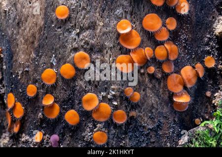 Comune Eyelash Fungus (Scutellinia scutellata) - Craggy Gardens - Blue Ridge Parkway, vicino Asheville, Carolina del Nord, Stati Uniti Foto Stock