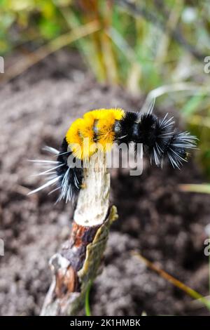 Woolly Bear Caterpillar Lophocampa maculata Foto Stock