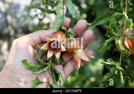 Ecologia e Ambiente nozione, primo piano della mano che tiene accuratamente il melograno, Cinese Apple o Punica Granatum frutto su albero. La cura della Gar Foto Stock